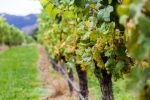 Weinbaugebiete in Neuseeland im Vergleich zur Mosel